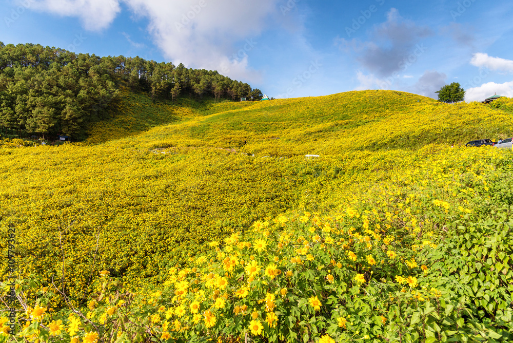 beautiful yellow mexican sunflower field on the hill