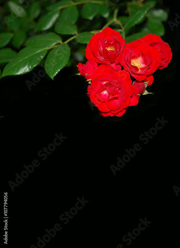 Fototapeta Naklejka Na Ścianę i Meble -  Rosas, flores, fondo negro, fondos, primavera