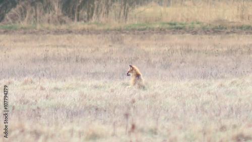 Beautiful fox in the wilderness in Full HD. Fox looking for food. Wild life of Europe. photo