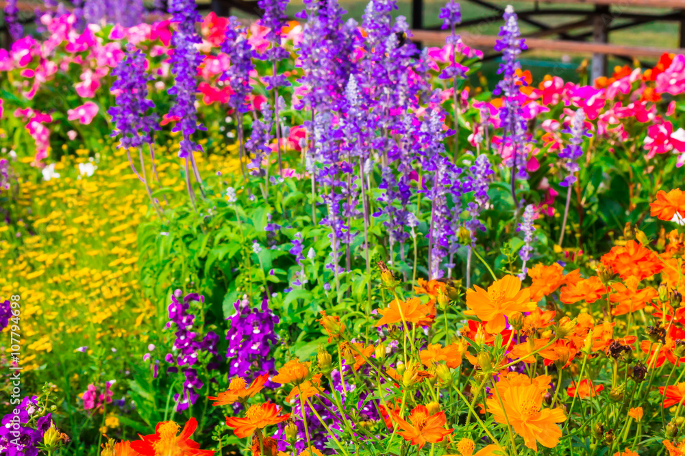 Obraz premium Flowers in the garden on summer. /Landscaped flower garden with lots of colorful blooms on summer. 