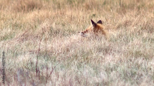 Beautiful fox in the wilderness in Full HD. Fox looking for food. Wild life of Europe. photo