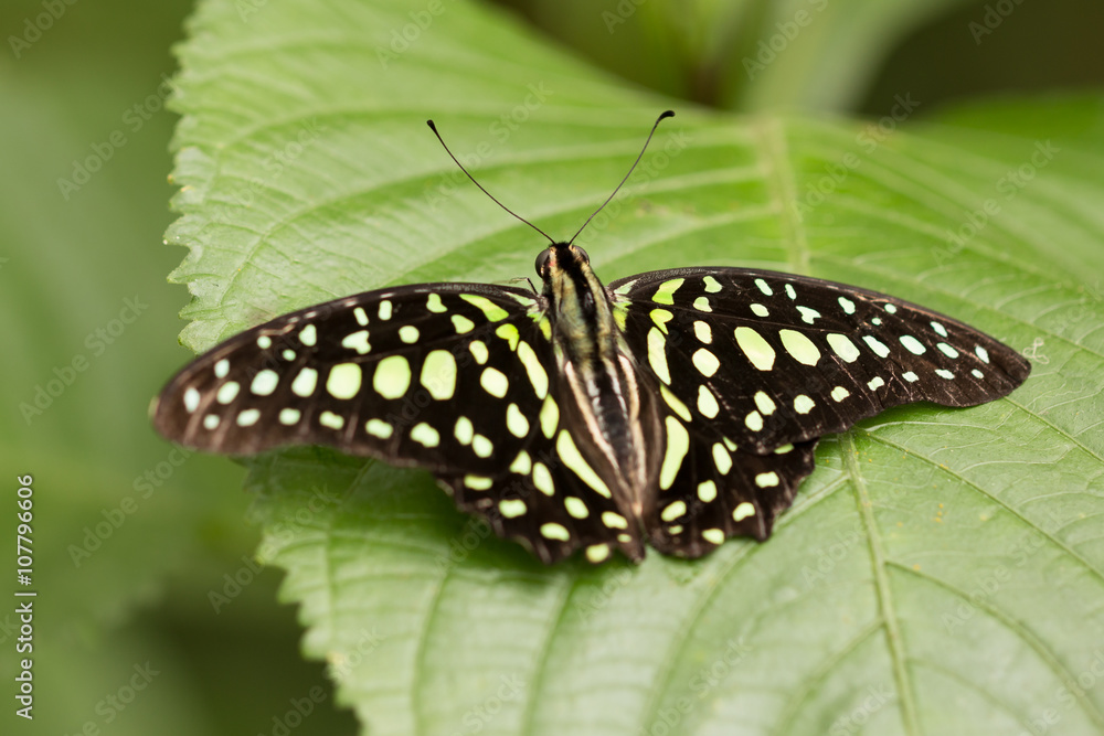 vivid butterfly with opened wings sitting on green leave in tropical garden vivid butterfly with opened wings sitting on green leave in tropical garden