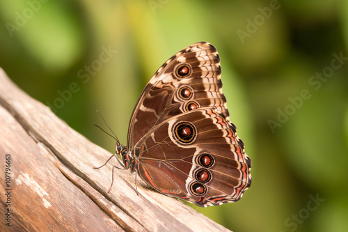 detail of brown morpho butterfly with vivid dots sitting at the branch with green tropical background photo