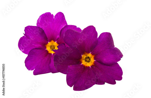 primrose isolated