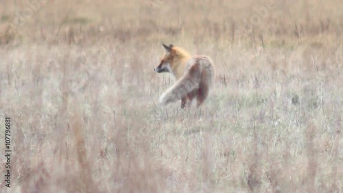 Beautiful fox in the wilderness in Full HD. Fox looking for food. Wild life of Europe. photo