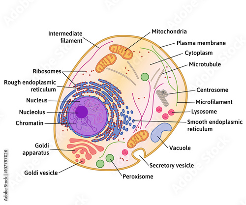 Cell structure, cross section of the cell detailed anatomy with description