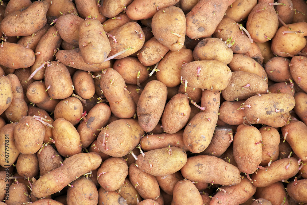 Sprouting seed potatoes ready for planting background. Sprouting seed potatoes ready for planting background.