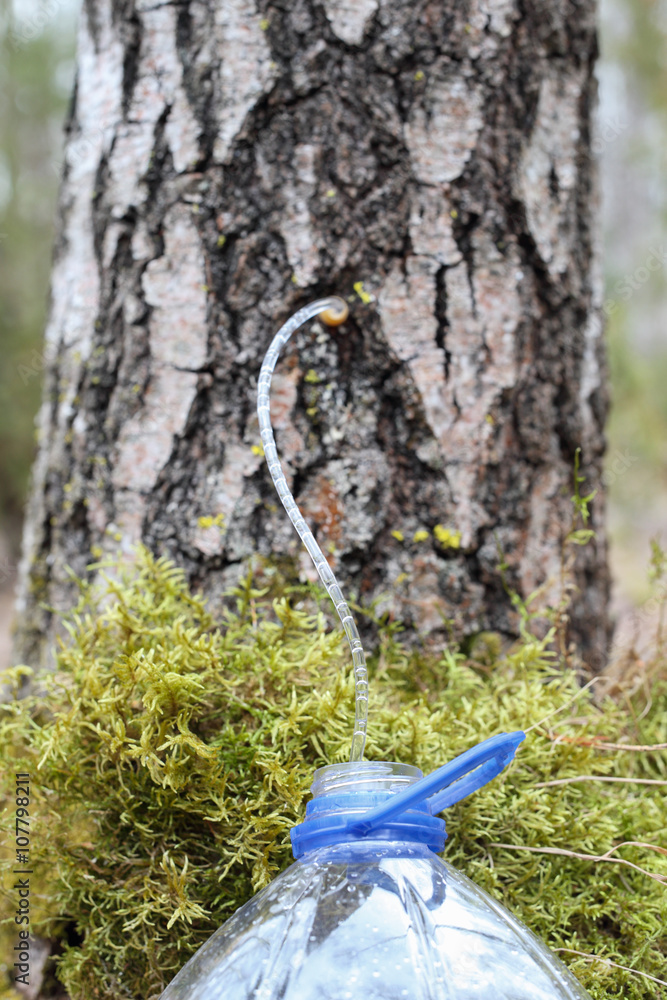 Obraz premium Collecting juice from birch tree