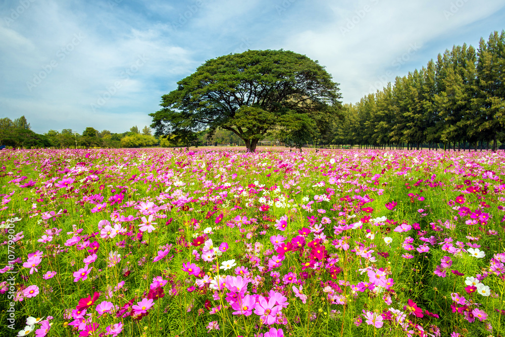 beautiful cosmos flowers field at Jim Thompson farm at Nakornrat beautiful cosmos flowers field at Jim Thompson farm at Nakornrat