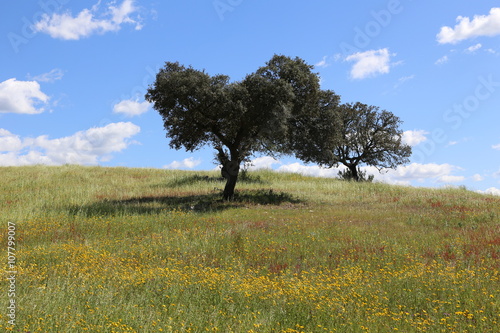 Tree in Portugal countryside
