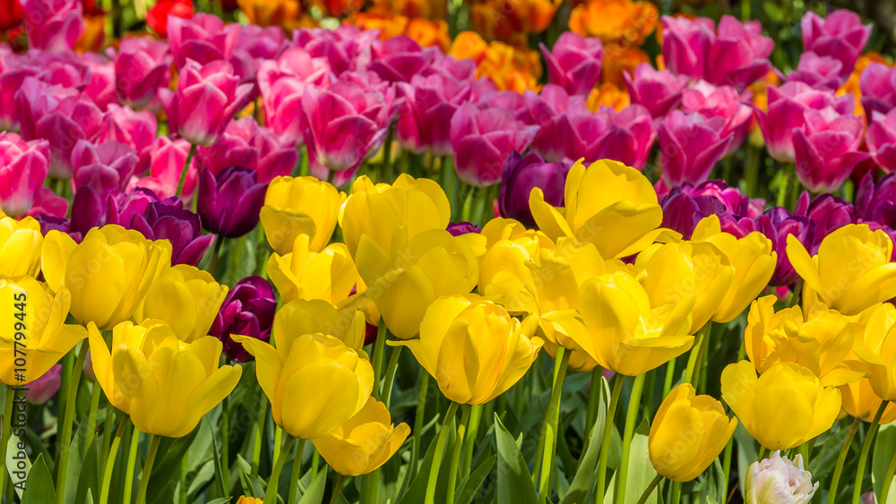 Beautiful tulips in the spring. Bright colors of natural flowers. SKAGIT VALLEY TULIP FESTIVAL Beautiful tulips in the spring. Bright colors of natural flowers. SKAGIT VALLEY TULIP FESTIVAL