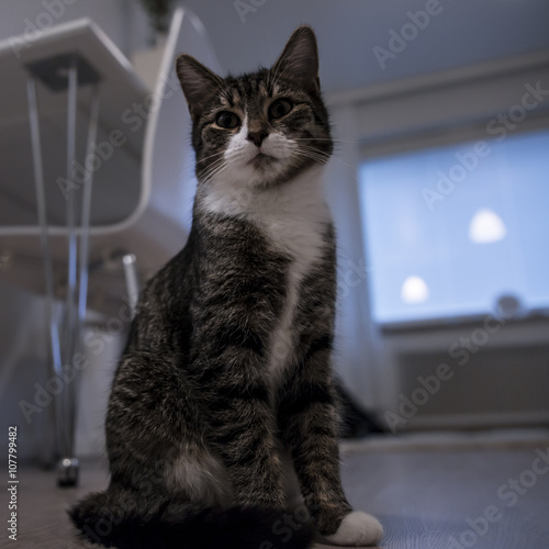 Wallpaper Mural Domestic cat Torontodigital.ca