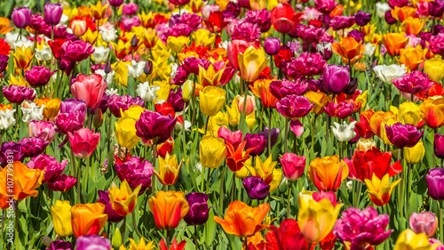 Beautiful tulips in the spring. Bright colors of natural flowers. SKAGIT VALLEY TULIP FESTIVAL