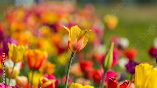 Beautiful tulips in the spring. Bright colors of natural flowers. SKAGIT VALLEY TULIP FESTIVAL