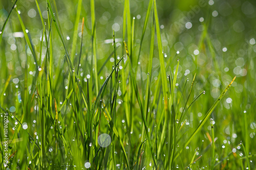 Gras mit Morgentau im Sonnenlicht