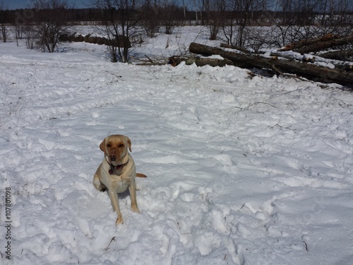 Dog in snowy field.