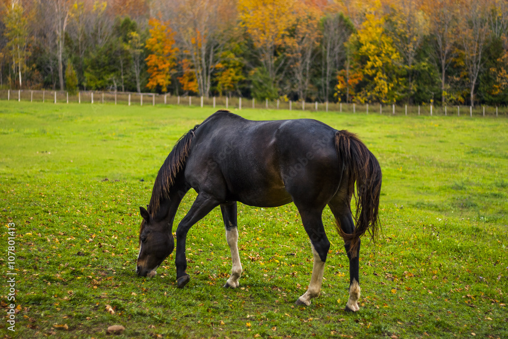 Fototapeta premium Horse Paddock View in Beautiful Fall Landscape