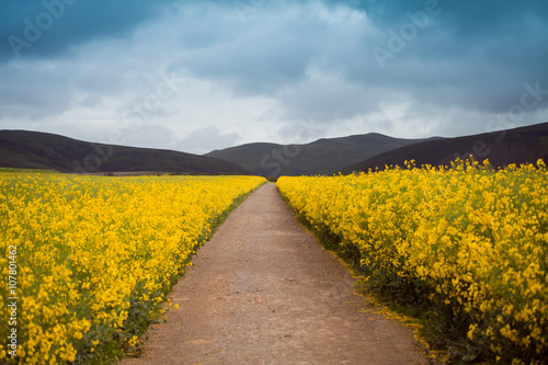 Fototapeta Naklejka Na Ścianę i Meble -  Wide road in rape seed canola yellow fields with storm clouds on