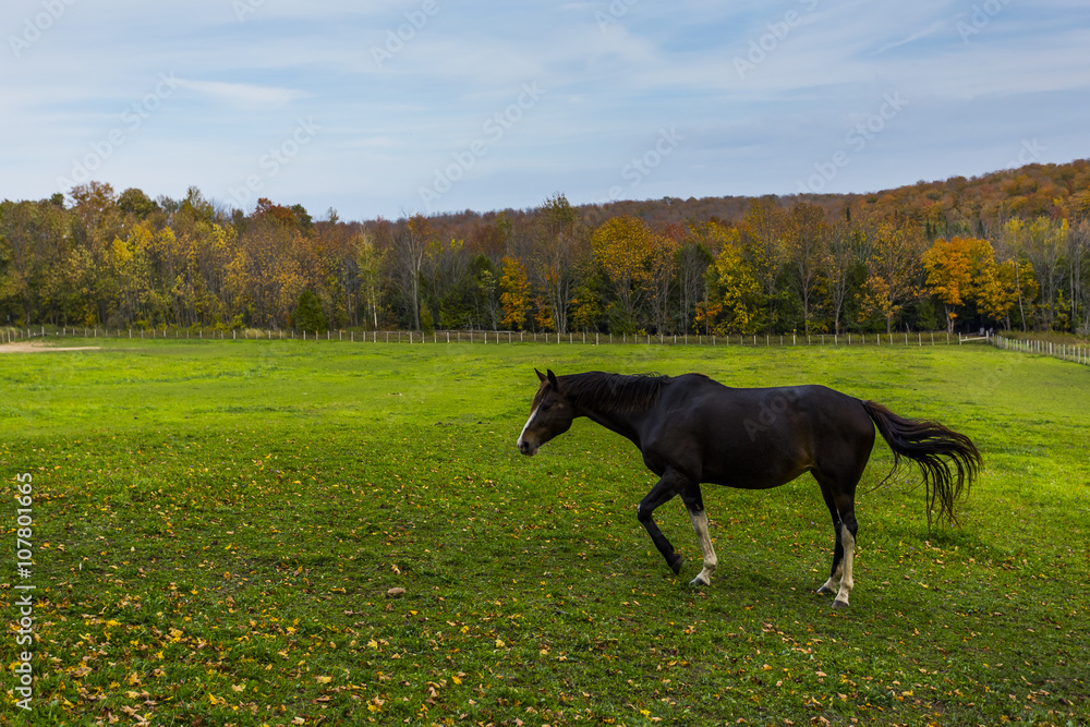 Horse Paddock View in Beautiful Fall Landscape Horse Paddock View in Beautiful Fall Landscape