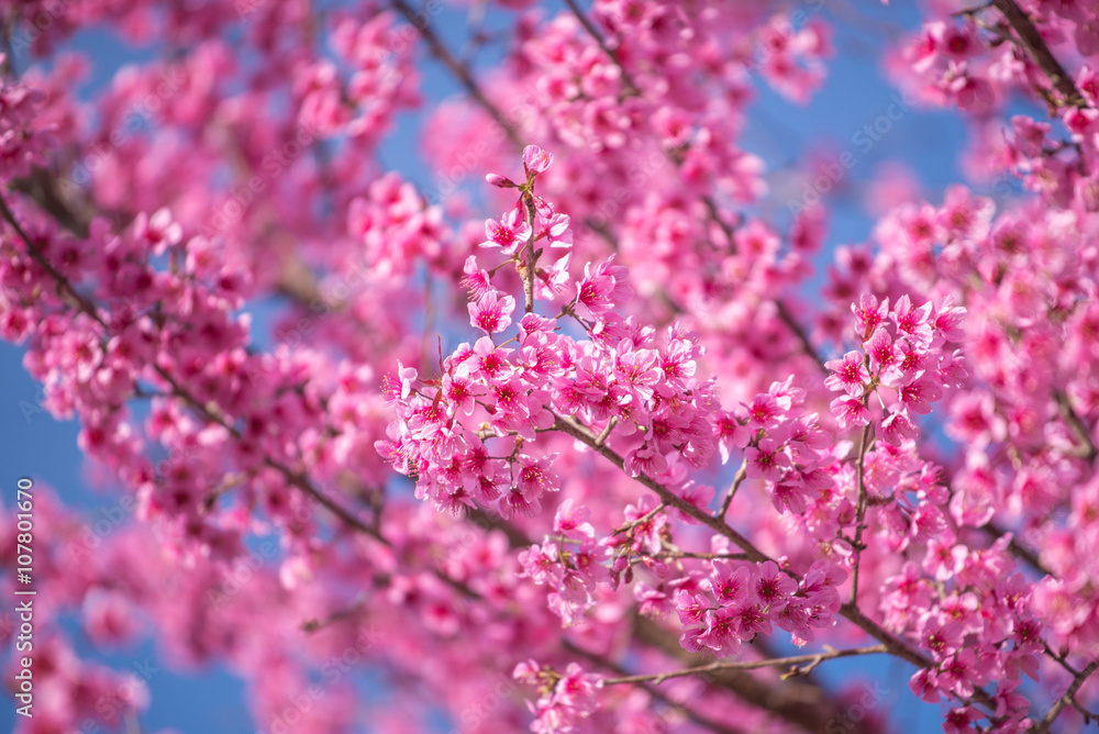Himalayan Cherry Blossom , also call sakura in doi ang khang bea Himalayan Cherry Blossom , also call sakura in doi ang khang bea