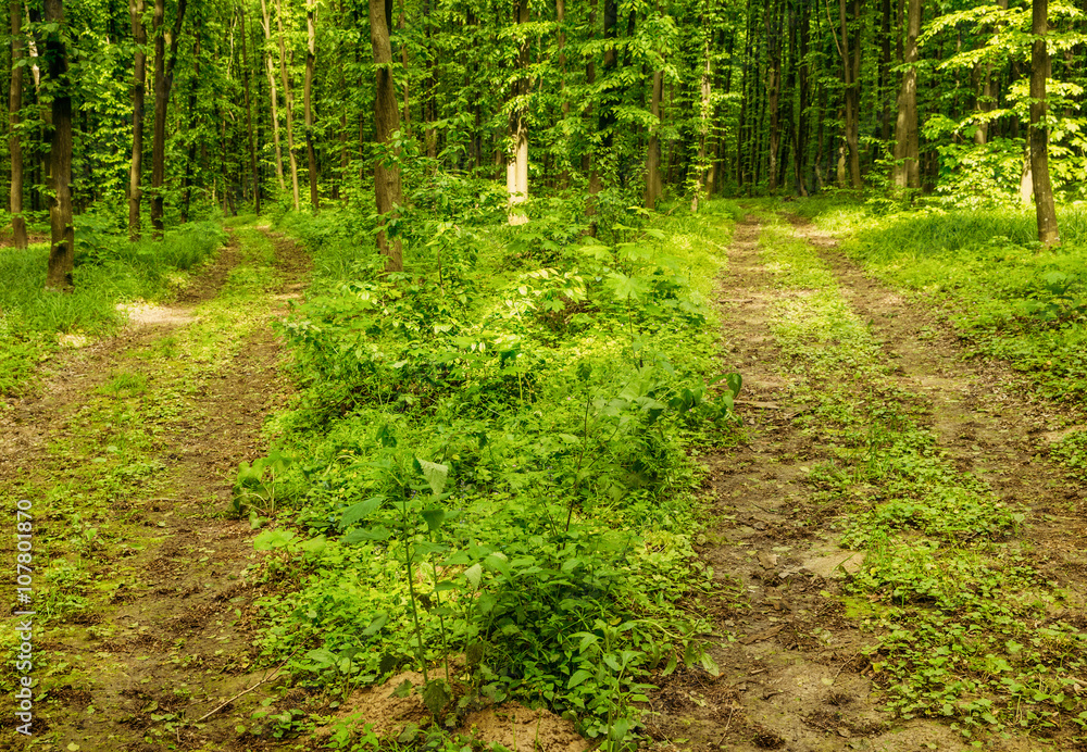 Obraz premium beautiful green forest