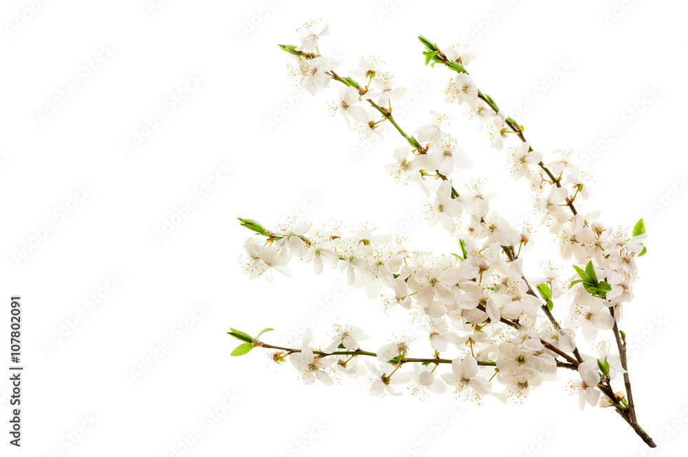 Blossoming cherry branches.
