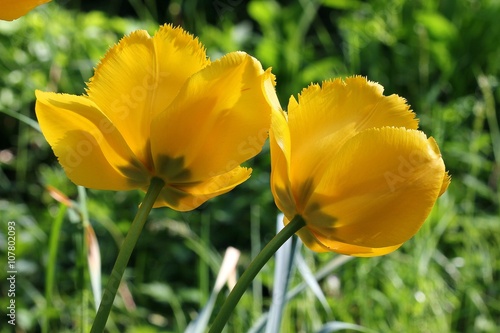 Tulip