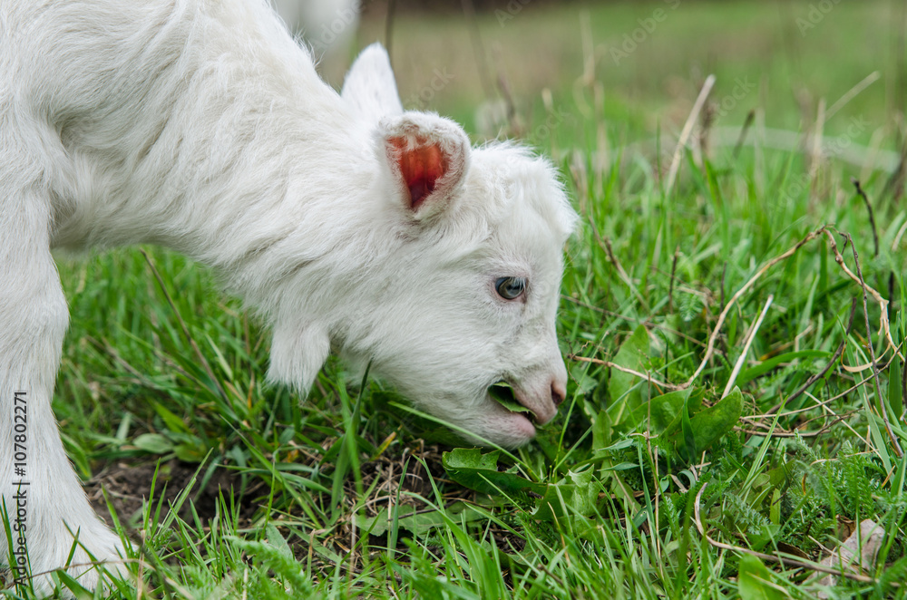 Young goat nibbling grass Young goat nibbling grass