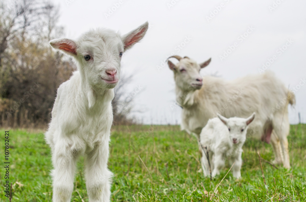 Young goat and his family in a meadow