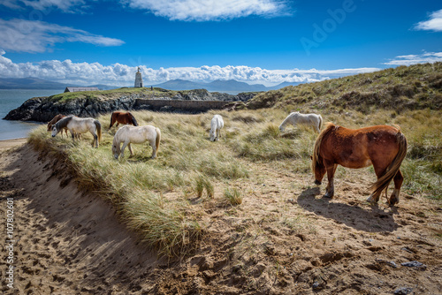 Fototapeta Naklejka Na Ścianę i Meble -  Coastal Wild Horses