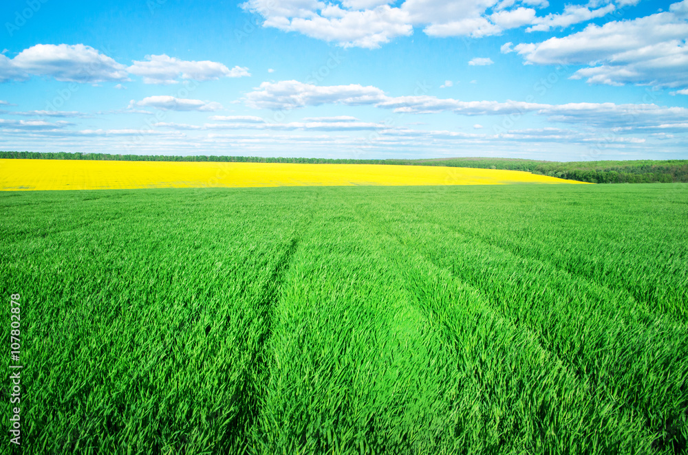 Obraz premium field