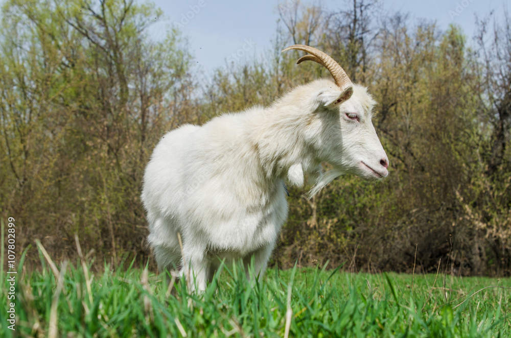 Obraz premium Sad goat standing on a meadow