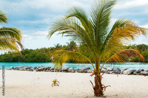 Palm on the beach