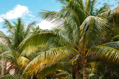Fototapeta Naklejka Na Ścianę i Meble -  Palm leaves over blue sky background