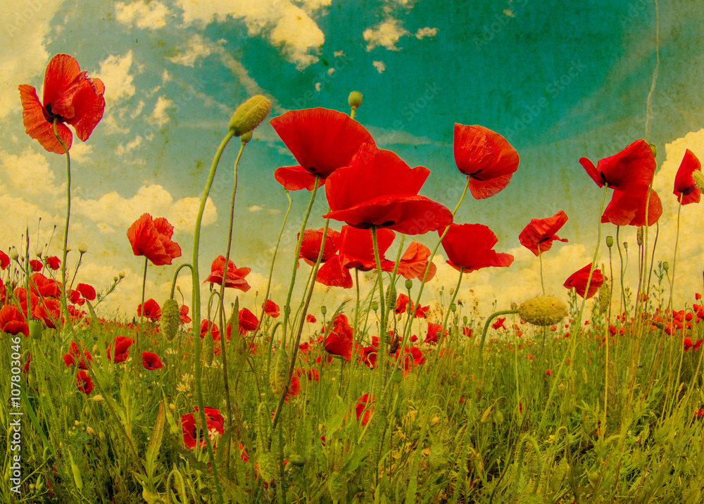 Obraz premium meadow with wild poppies