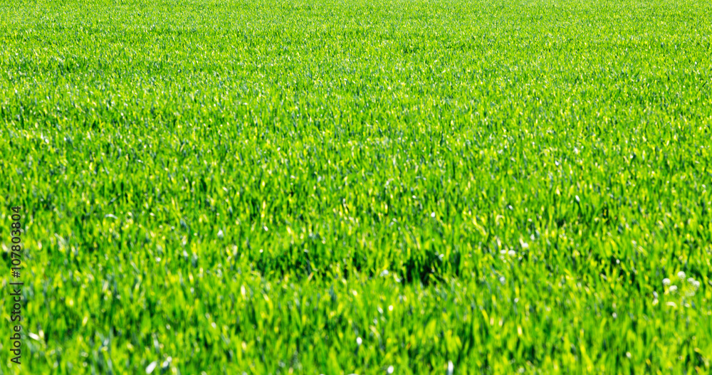 Grass background