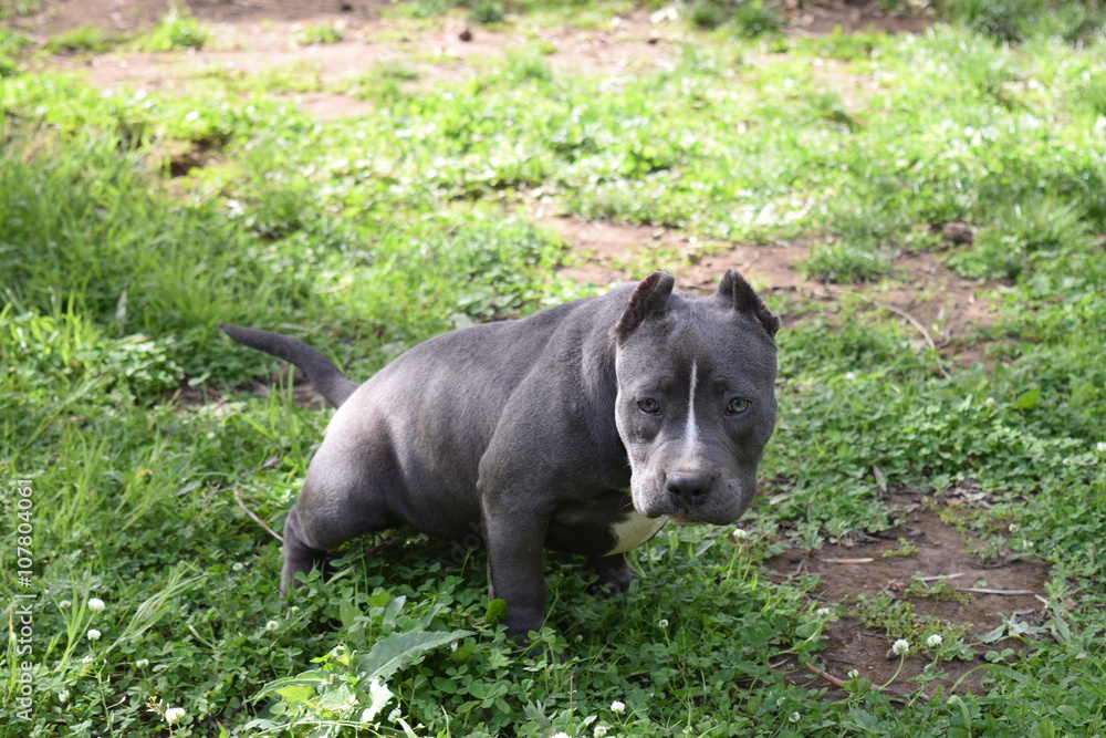 cucciola Bully fa pipi tranquillamente cucciola Bully fa pipi tranquillamente
