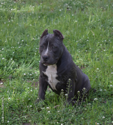 Obraz na płótnie cucciola Bully Dax line