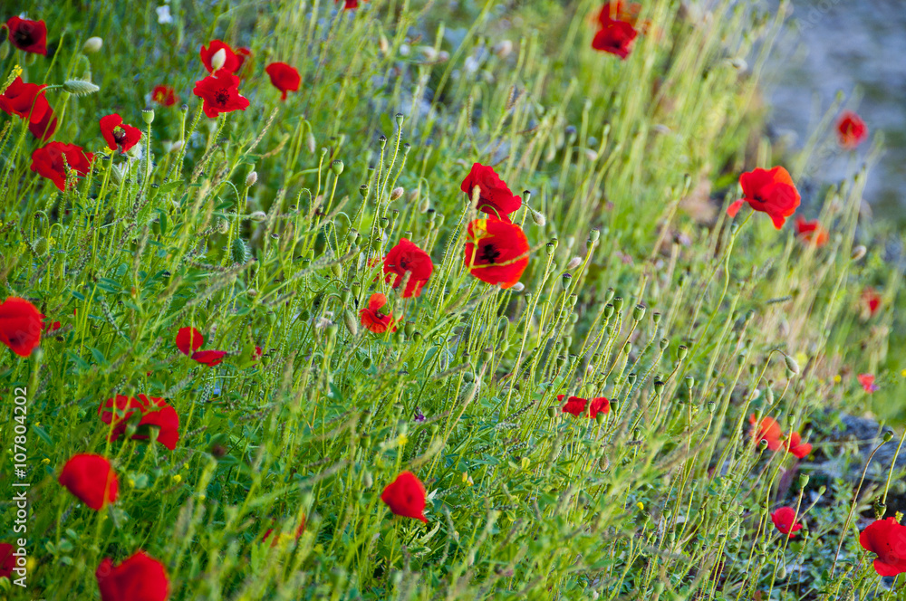 Fototapeta premium Beautiful poppy flowers