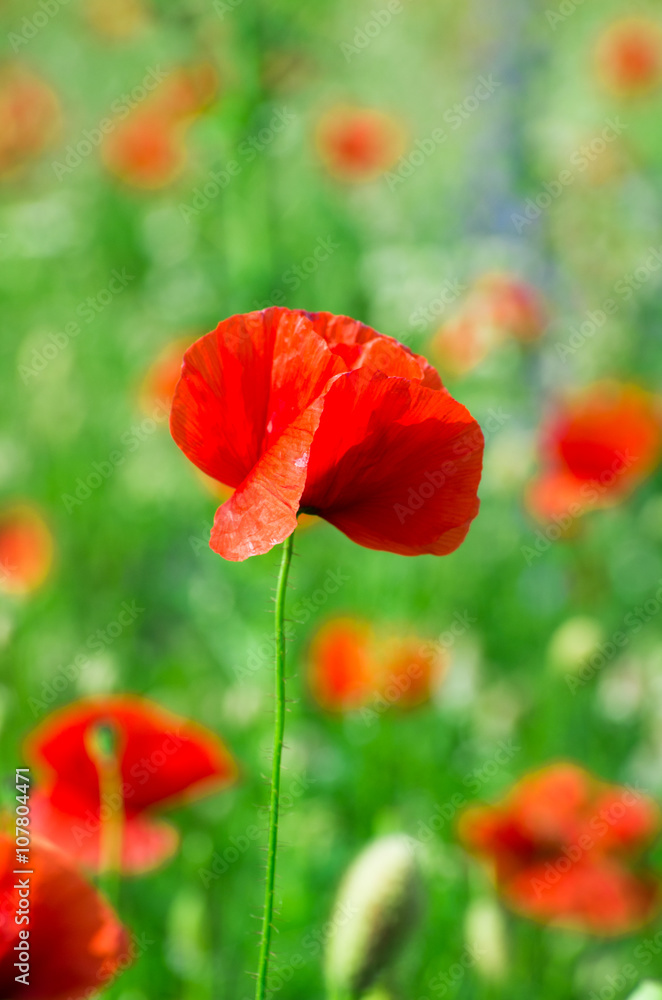 Obraz premium Field of bright red corn poppy flowers in summer