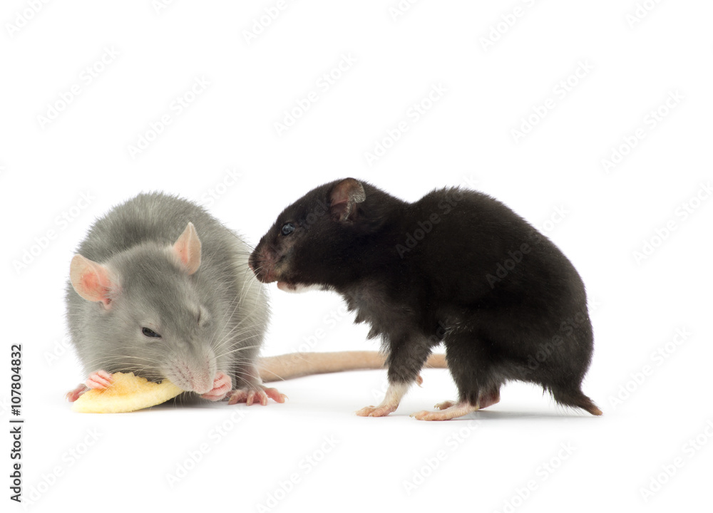 Obraz premium rat isolated on white