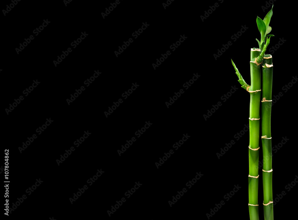 Fototapeta premium green bamboo isolated on a black background