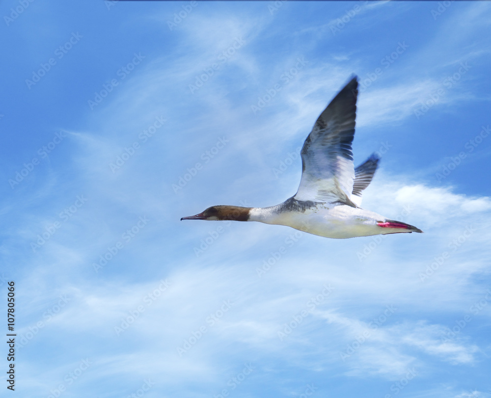 Fototapeta premium Common Goosander flying