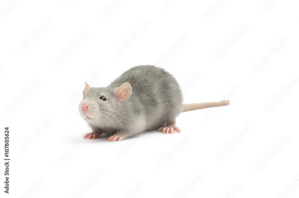 rat isolated on white rat isolated on white