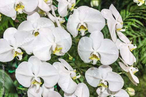 orchid - beautiful orchid field,sensitive focus