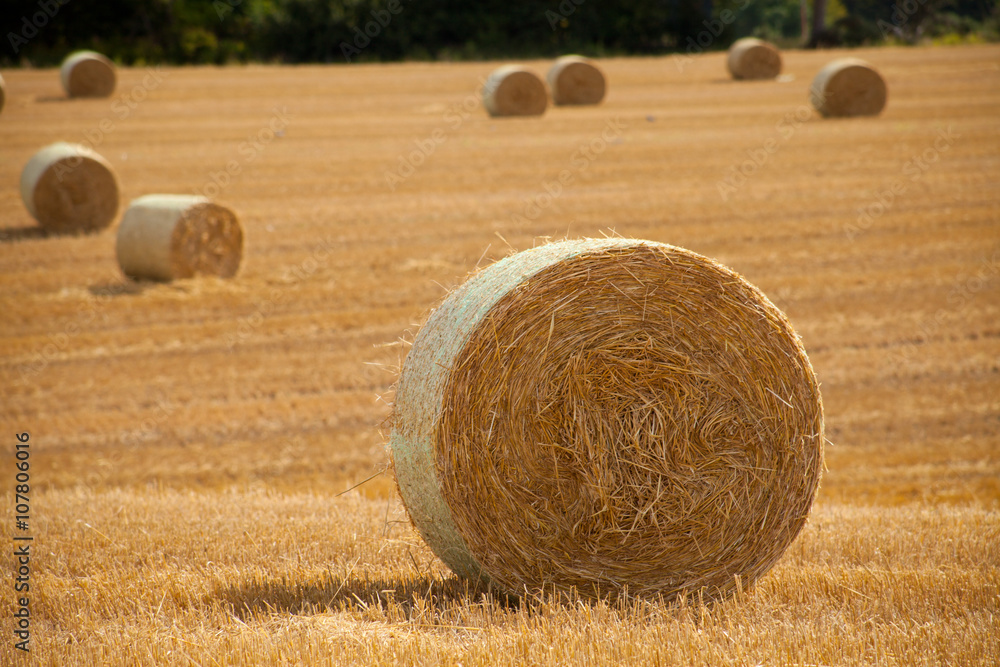 straw bale on the golden field - harvest season in agriculture straw bale on the golden field - harvest season in agriculture
