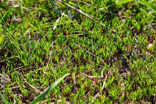 new green grass sprouts