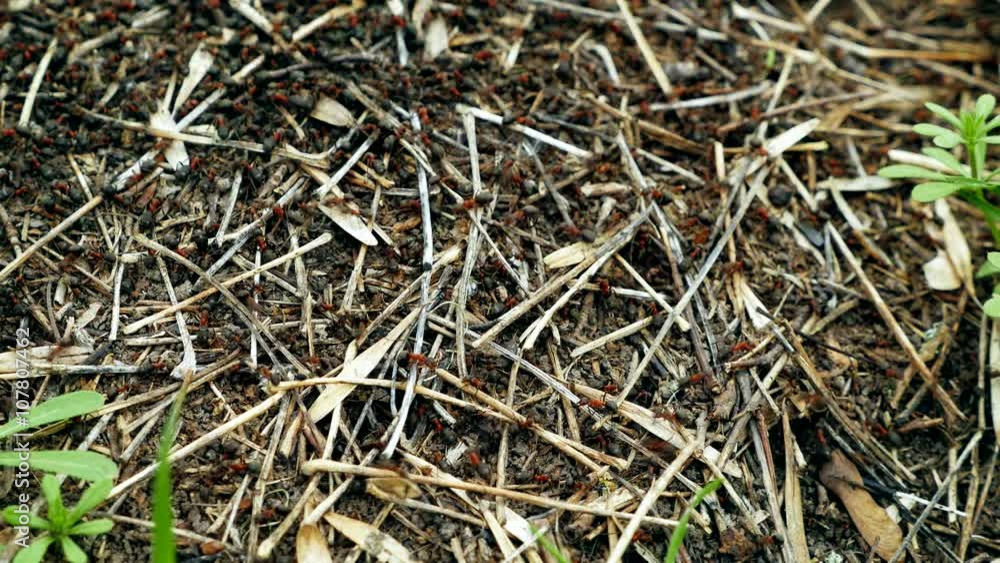 Real time shot of wild red ants build their anthill Real time shot of wild red ants build their anthill