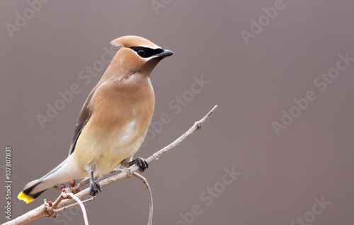 Beautiful Cedar Waxwing male perched on white branch looking right  photo