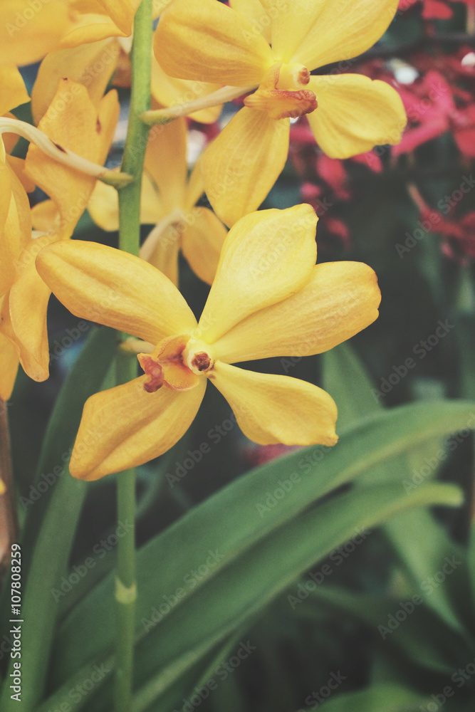 Obraz premium Vintage orchid flowers